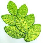 Шен Пуер Зелений лист